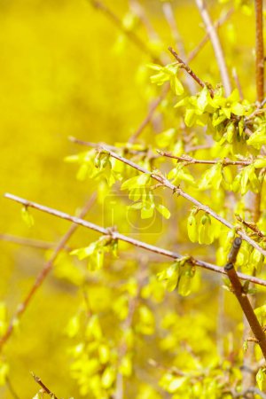 Foto de Flores amarillas de Forsythia en el arbusto. Hermosas flores de Syringa, enfoque selectivo - Imagen libre de derechos
