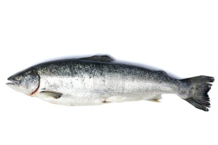 Photo for Salmon, trout fish isolated on white background - Royalty Free Image
