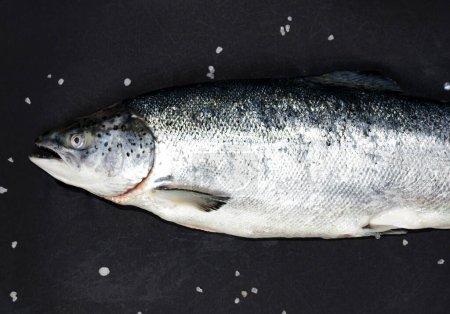 Photo for Salmon, trout fish on dark background - Royalty Free Image