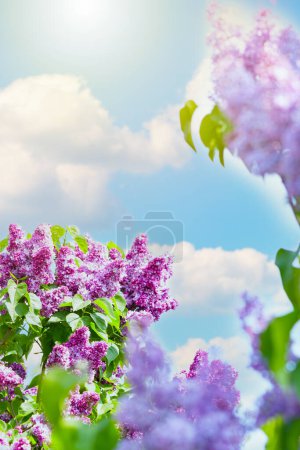 Photo for Purple lilac flowers on the bush. Beautiful Syringa flowers, selective focus - Royalty Free Image