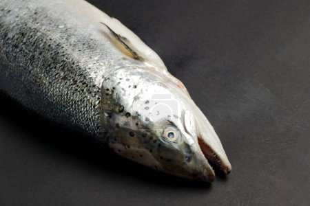 Photo for Salmon, trout fish on dark background - Royalty Free Image
