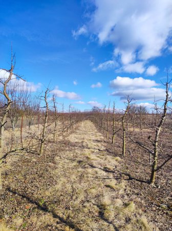 Pruned apple orchard in early spring.
