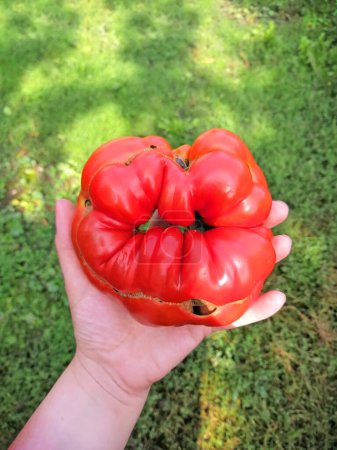 Téléchargez les photos : Une forme intéressante et inhabituelle d'une tomate sous la forme de grandes lèvres. Une parodie d'intervention excessive dans l'apparence des lèvres - en image libre de droit