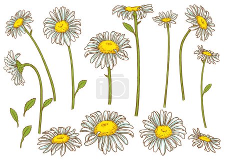 Illustration for Colored page of coloring for adult. Bouquet of meadow flowers. Contour illustration of chamomile flowers - Royalty Free Image