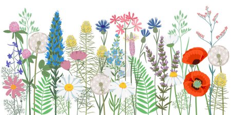 Téléchargez les illustrations : Illustration vectorielle dessinée main. Fond d'été fleurs sauvages. Prairie fleurie - en licence libre de droit