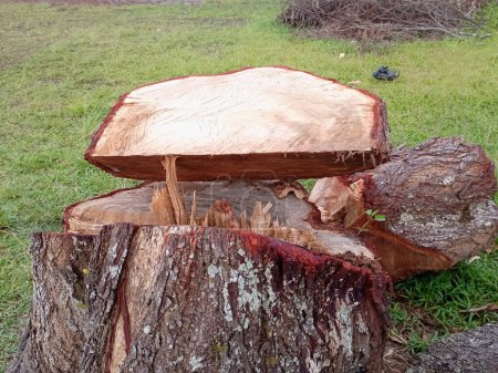 Photo for Close up of Mahogany trees have been cut down - Royalty Free Image