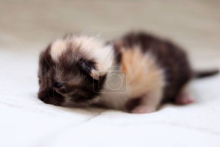 A cute black and white newborn kitten is peacefully resting on a light fabric background with its eyes closed