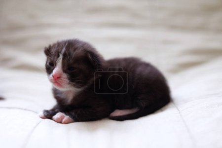 Foto de A cute black and white newborn kitten is peacefully resting on a light fabric background with its eyes closed - Imagen libre de derechos