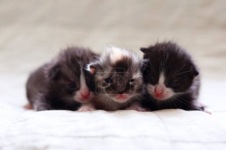  Adorable kittens sleep peacefully on a soft light fabric background. High quality photo