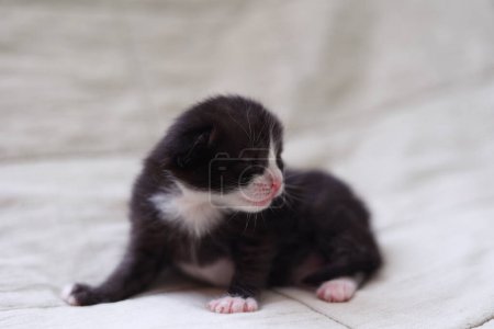 A cute black and white newborn kitten is peacefully resting on a light fabric background with its eyes closed