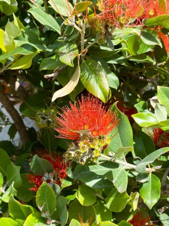Photo for Metrosideros close up red flower, blooming tree red plant. High quality photo - Royalty Free Image
