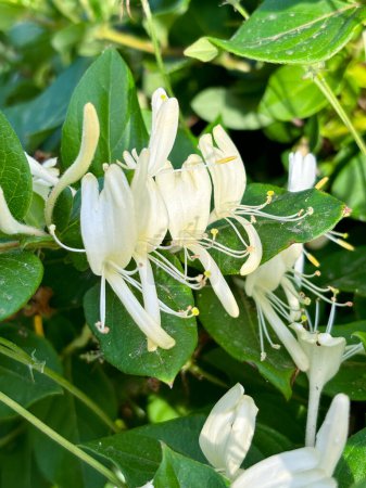 Lonicera japonica, madreselva japonesa y leñera, planta ornamental utilizada en la medicina tradicional china. Flores amarillas blancas. Foto de alta calidad