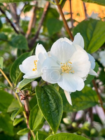 Close-up on a white flower of Philadelphus coronarius, Peasant jasmine, sweet mock orange, English dogwood. High quality photo