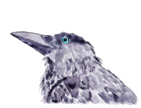 Portrait du corbeau aux yeux bleus
