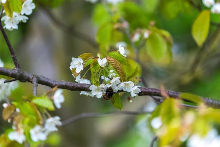 Téléchargez les photos : Abeille collecte nectar de fleurs blanches avec un fond vert - en image libre de droit