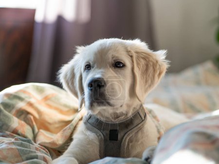 Foto de Golden retriever retrato de cachorro capturado en sábanas - Imagen libre de derechos