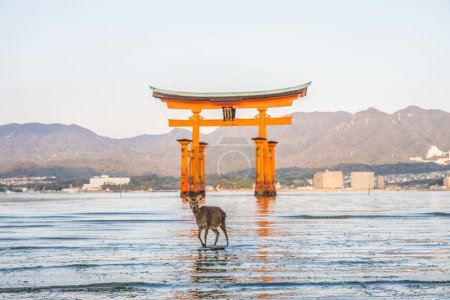 Two deers in front of Torii gate at Itsukushima shinto shrine at Miyajima, Japan