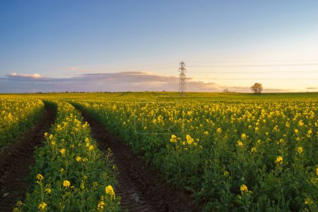 Foto de Amplio campo de colza floreciente con cielo al atardecer - Imagen libre de derechos