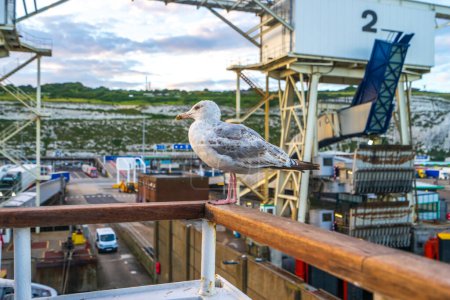 Téléchargez les photos : Mouette sur un ferry au port de Douvres - en image libre de droit
