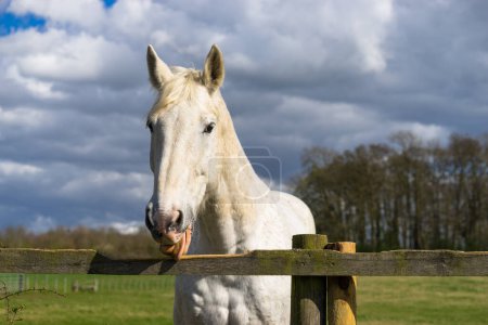 Téléchargez les photos : Léchage de cheval blanc clôture en bois - en image libre de droit
