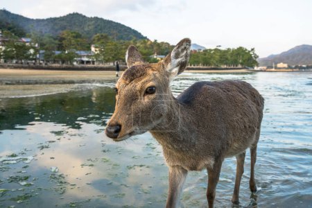 Téléchargez les photos : Vue rapprochée du cerf à l'île Miyajima. Japon - en image libre de droit