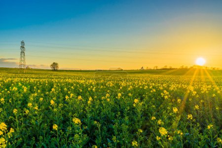Photo for Rapeseed flower field at sunset - Royalty Free Image