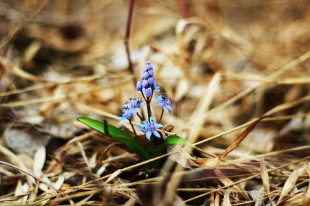 Las gotas de nieve púrpuras se abren paso a través de la hierba seca. Restauración de la naturaleza. Nueva vida. Naturaleza. Flores Primrose