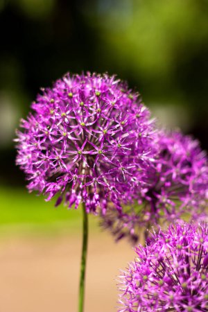 Allium flowers grow in the garden. Purple onion flowers. Round purple flowers look like a ball. Onions are blooming.