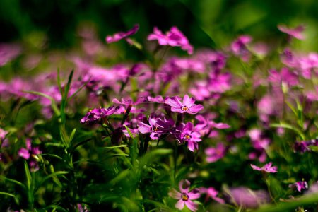 Blooming verbena in a spring garden. Pattern with small pink verbena flowers. herb Chiricahua Mountain Mock Verbain