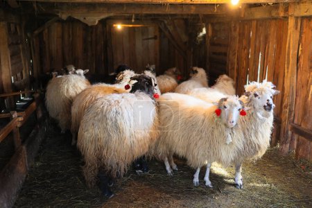 A group of sheep are standing in a barn. The sheep are all white and have red tags on their ears