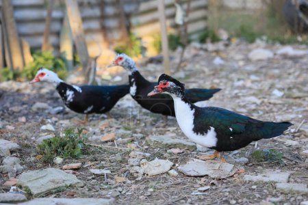 Three ducks are standing on a rocky ground. One of them is black and white. The other two are black