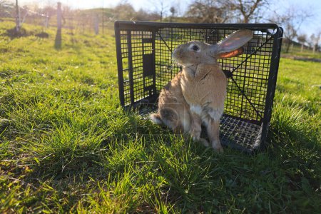 A rabbit is sitting in a cage in a grassy field. The cage is black and has a mesh design. The rabbit is looking out of the cage, possibly observing its surroundings