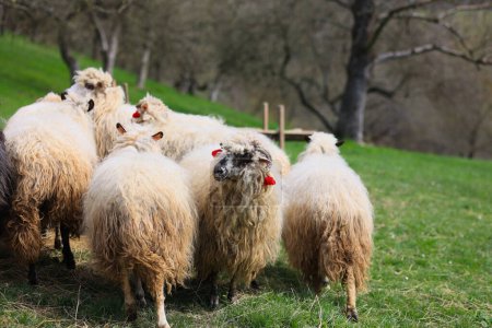 Un groupe de moutons sont debout dans un champ avec l'un d'eux regardant la caméra. Les moutons sont tous de tailles différentes et ont des colliers de couleur différente. La scène est paisible et calme