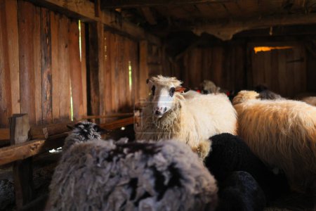 A group of sheep are huddled together in a barn. The sheep are of different colors and sizes, with some being larger and others smaller. The barn is made of wood and has a rustic feel to it
