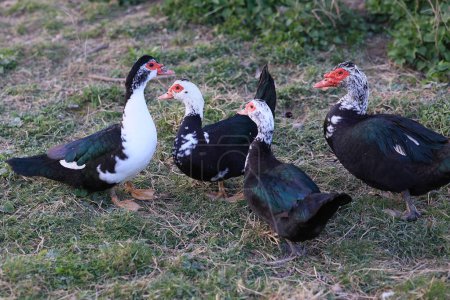 A group of ducks are standing in a grassy field. The ducks are black and white, with some having red beaks. The ducks are standing close to each other