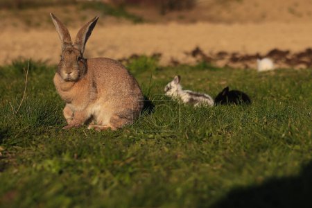 A rabbit is sitting in the grass next to a baby rabbit. The scene is peaceful and calm