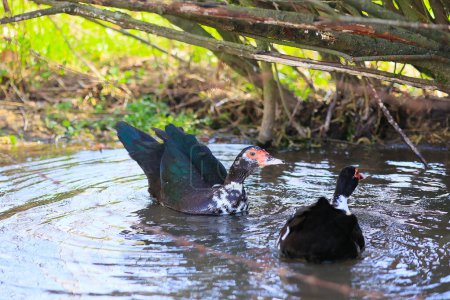 Zwei Enten schwimmen in einem Teich. Eine Ente ist schwarz und die andere weiß