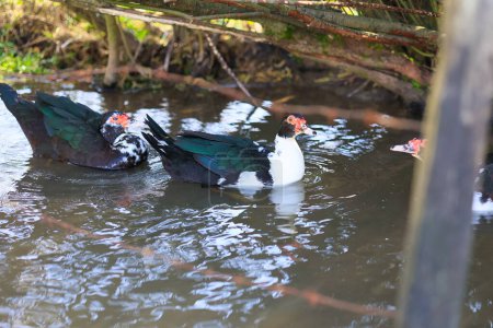 Three ducks are swimming in a pond. One duck is black and white, and the other two are black