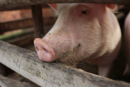 Téléchargez les photos : Un cochon mange de l'herbe et a le nez sale. Le cochon regarde la caméra. Concept de curiosité et de ludique - en image libre de droit