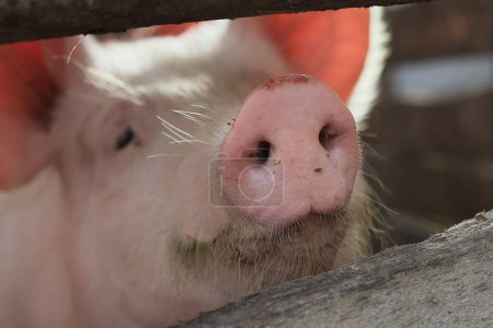 Téléchargez les photos : Un cochon au nez rose regarde la caméra. Le cochon est dans un enclos avec une clôture en bois - en image libre de droit
