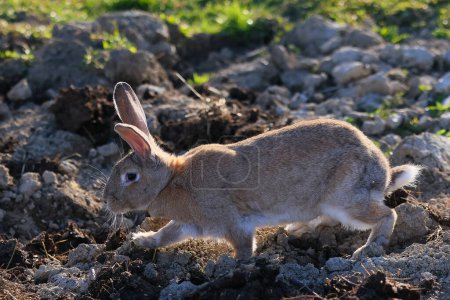 A rabbit is walking through a field of dirt. The rabbit is brown and white in color