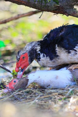 A duck impregnates another duck