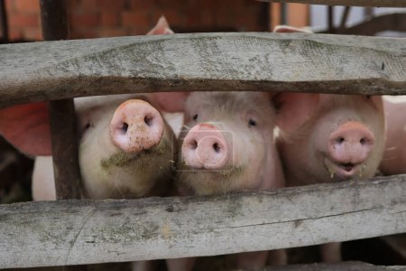 Téléchargez les photos : Trois porcs sont debout dans un enclos avec le nez qui sort. Ils sourient tous et regardent la caméra - en image libre de droit