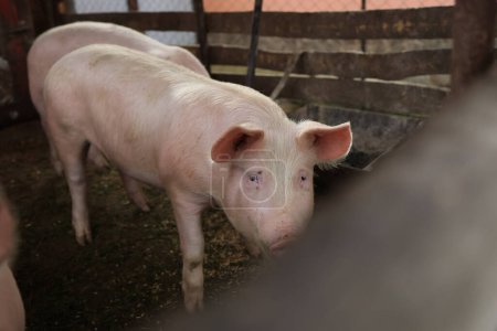 Téléchargez les photos : Un cochon blanc se tient dans un enclos avec d'autres cochons. Le cochon regarde la caméra. - en image libre de droit