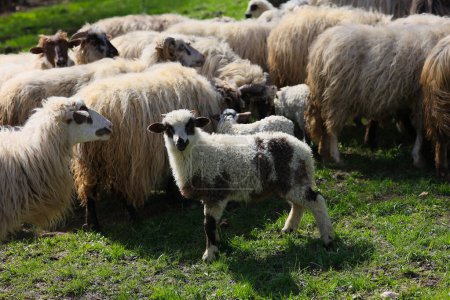 A group of sheep are grazing in a field. A small lamb stands out from the rest of the flock