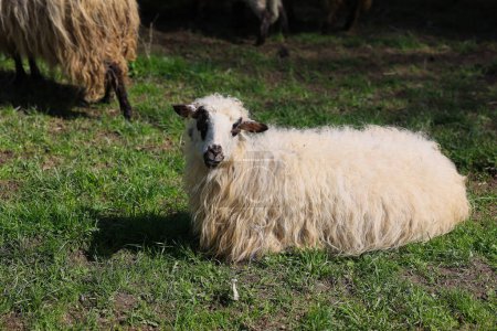 Téléchargez les photos : Un mouton se couche dans un champ. Le mouton est blanc et a un visage noir. Le mouton est entouré d'herbe et de saleté - en image libre de droit