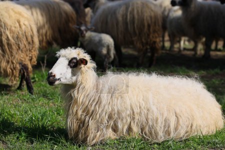 A sheep with a white face and black ears lays on the grass