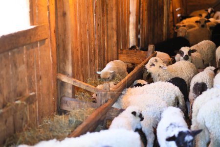 Un groupe de moutons sont dans un enclos avec une auge en bois au milieu. Les moutons mangent du foin et certains se tiennent près de l'abreuvoir