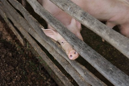 Téléchargez les photos : Un cochon regarde par derrière une clôture en bois. La clôture est faite de bois et a une texture rugueuse. Le cochon semble curieux et regarde autour de lui - en image libre de droit