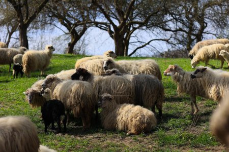 A herd of sheep are grazing in a field. The sheep are of various sizes and colors, with some being black and others white. The scene is peaceful and serene